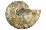 Cut & Polished Ammonite Fossil (Half) - Madagascar #336799-1